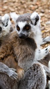 Preview wallpaper lemurs, three, animals