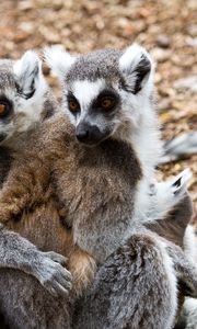 Preview wallpaper lemurs, three, animals