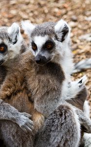 Preview wallpaper lemurs, three, animals