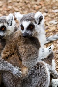 Preview wallpaper lemurs, three, animals