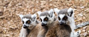 Preview wallpaper lemurs, three, animals