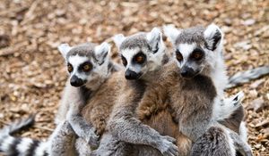 Preview wallpaper lemurs, three, animals