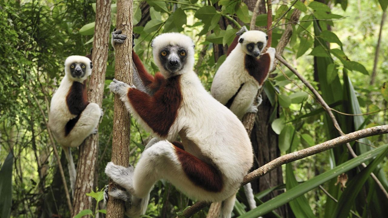 Wallpaper lemurs, three, branches, climbing