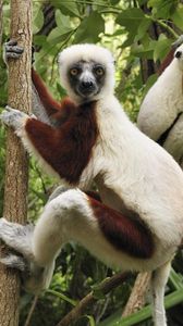 Preview wallpaper lemurs, three, branches, climbing
