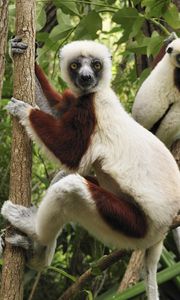 Preview wallpaper lemurs, three, branches, climbing