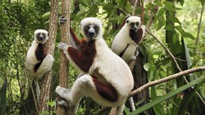 Preview wallpaper lemurs, three, branches, climbing