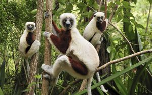 Preview wallpaper lemurs, three, branches, climbing