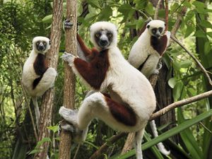 Preview wallpaper lemurs, three, branches, climbing