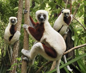 Preview wallpaper lemurs, three, branches, climbing