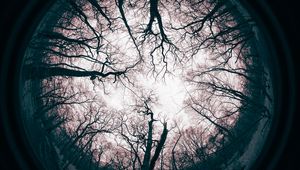 Preview wallpaper lens, trees, branches, reflection
