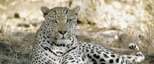 Preview wallpaper leopard, africa, shade, rest, predator