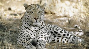 Preview wallpaper leopard, africa, shade, rest, predator