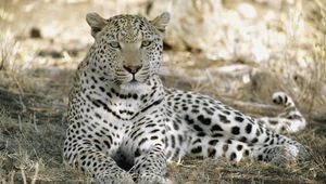 Preview wallpaper leopard, africa, shade, rest, predator