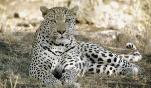 Preview wallpaper leopard, africa, shade, rest, predator