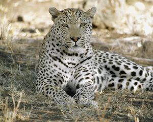 Preview wallpaper leopard, africa, shade, rest, predator