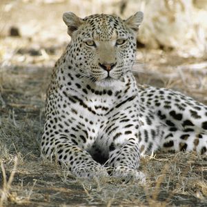 Preview wallpaper leopard, africa, shade, rest, predator