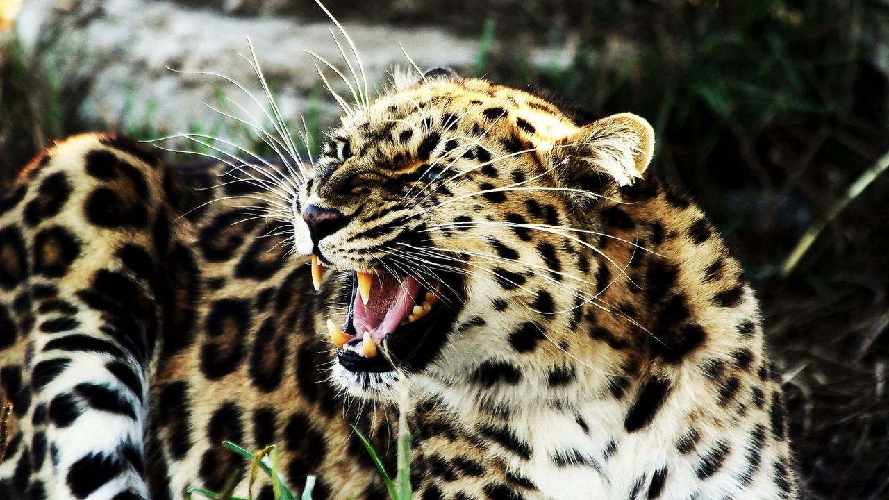 Wallpaper leopard, aggression, angry, teeth, spotted, big cat