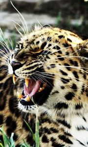 Preview wallpaper leopard, aggression, angry, teeth, spotted, big cat