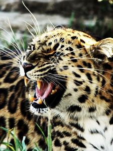Preview wallpaper leopard, aggression, angry, teeth, spotted, big cat