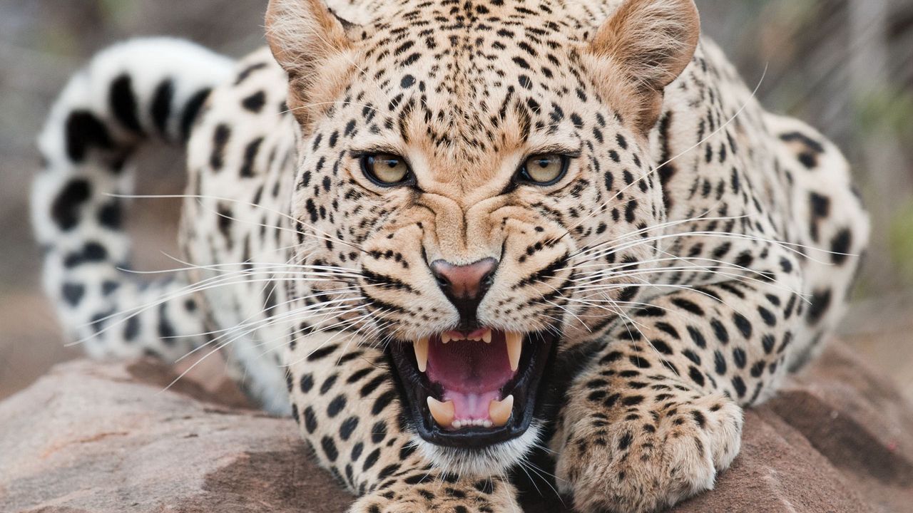 Wallpaper leopard, aggression, face, teeth
