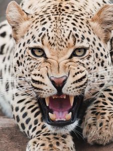 Preview wallpaper leopard, aggression, face, teeth