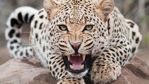 Preview wallpaper leopard, aggression, face, teeth