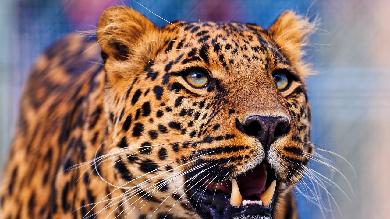 Wallpaper leopard, aggression, look, muzzle, predator