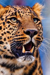 Preview wallpaper leopard, aggression, look, muzzle, predator