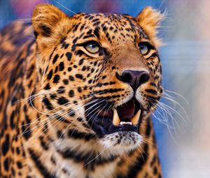 Preview wallpaper leopard, aggression, look, muzzle, predator