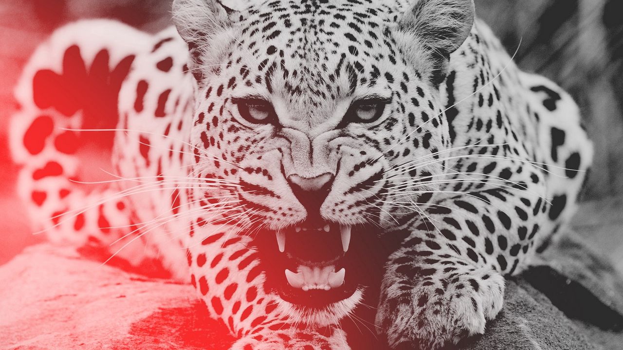 Wallpaper leopard, aggression, teeth, face