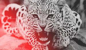 Preview wallpaper leopard, aggression, teeth, face