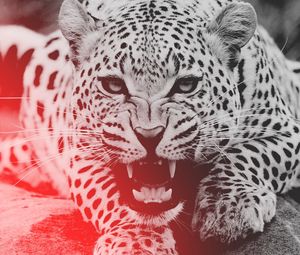 Preview wallpaper leopard, aggression, teeth, face