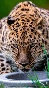 Preview wallpaper leopard, animal, big cat, predator, glance, wildlife