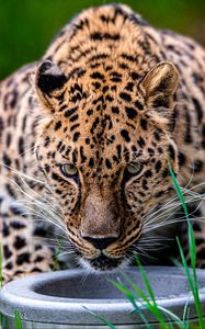 Preview wallpaper leopard, animal, big cat, predator, glance, wildlife