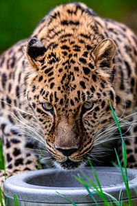 Preview wallpaper leopard, animal, big cat, predator, glance, wildlife