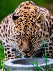 Preview wallpaper leopard, animal, big cat, predator, glance, wildlife