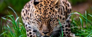 Preview wallpaper leopard, animal, big cat, predator, glance, wildlife