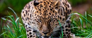 Preview wallpaper leopard, animal, big cat, predator, glance, wildlife