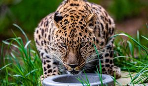 Preview wallpaper leopard, animal, big cat, predator, glance, wildlife