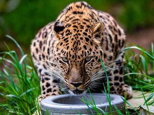 Preview wallpaper leopard, animal, big cat, predator, glance, wildlife