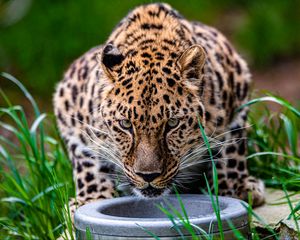 Preview wallpaper leopard, animal, big cat, predator, glance, wildlife