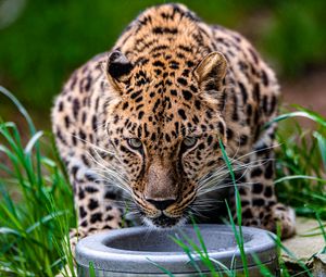 Preview wallpaper leopard, animal, big cat, predator, glance, wildlife