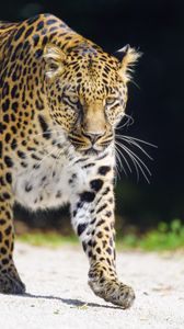 Preview wallpaper leopard, animal, big cat, predator