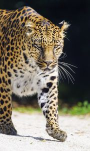 Preview wallpaper leopard, animal, big cat, predator