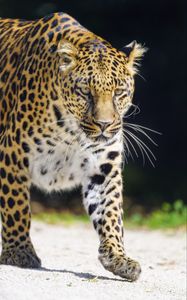 Preview wallpaper leopard, animal, big cat, predator