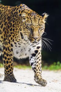 Preview wallpaper leopard, animal, big cat, predator