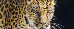 Preview wallpaper leopard, animal, big cat, predator
