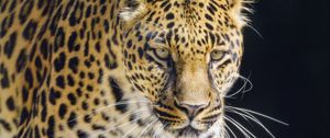 Preview wallpaper leopard, animal, big cat, predator