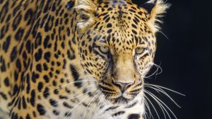 Preview wallpaper leopard, animal, big cat, predator