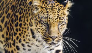 Preview wallpaper leopard, animal, big cat, predator